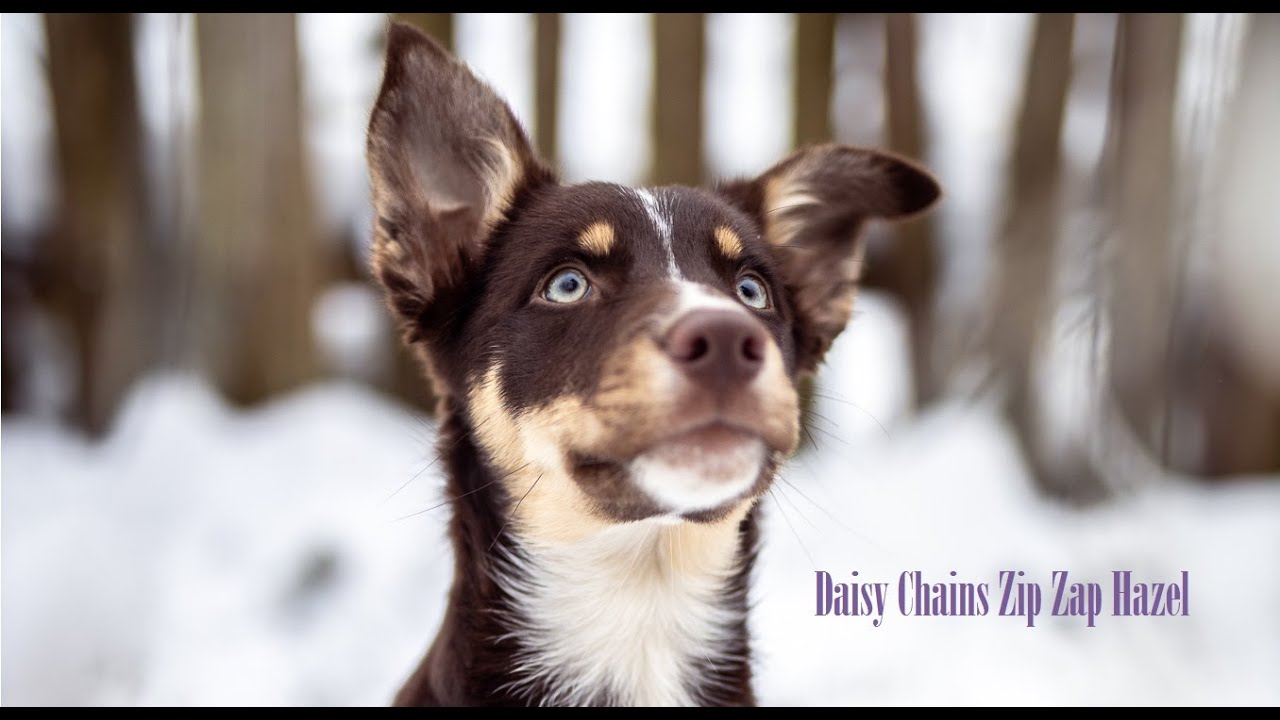 Hazel, 4 months old Border Collie