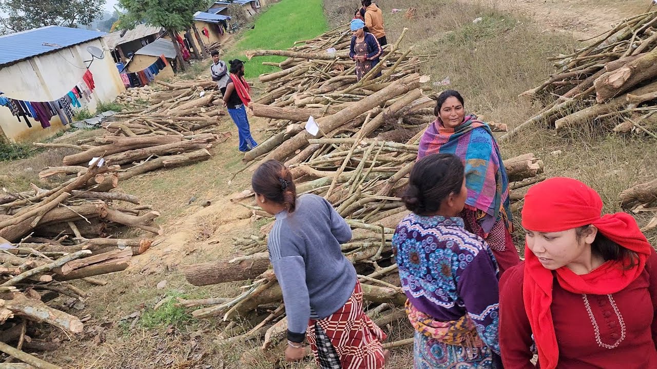 दाउराको भाग बण्डा / Part 2 / 2082/09/14  नहर टोल / ज्योति सामुदायिक वन उपभोक्ता समुह / 