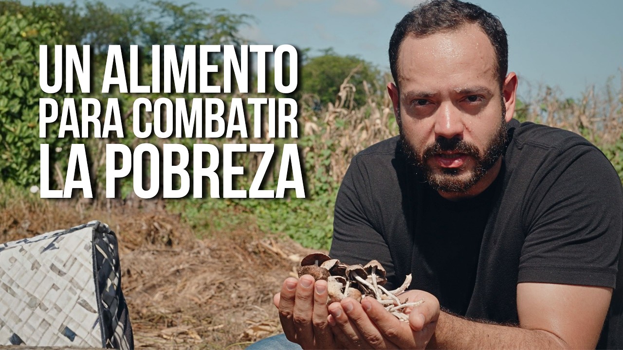 ¡EL SUPER ALIMENTO DE LA HISPANIOLA! Yonyón el hongo comestible del Sur