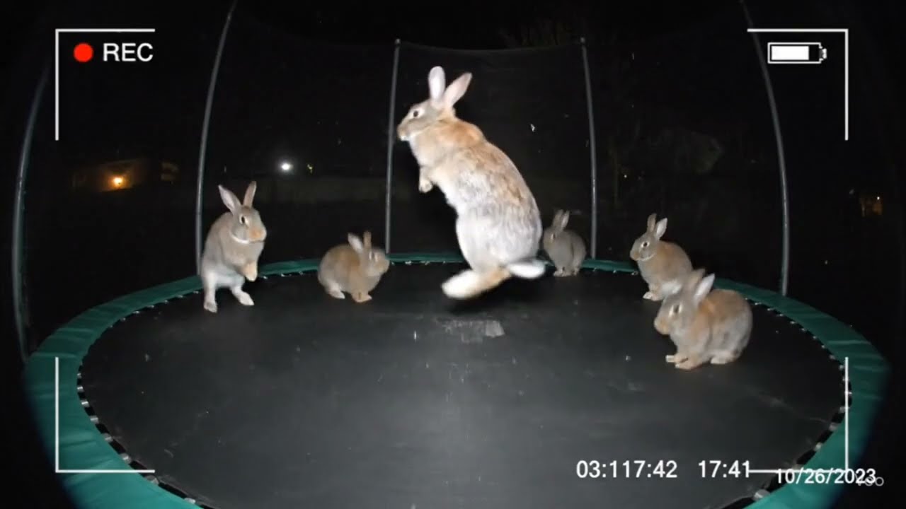 At night, rabbits jump naturally on the backyard trampoline, captured by the security camera.