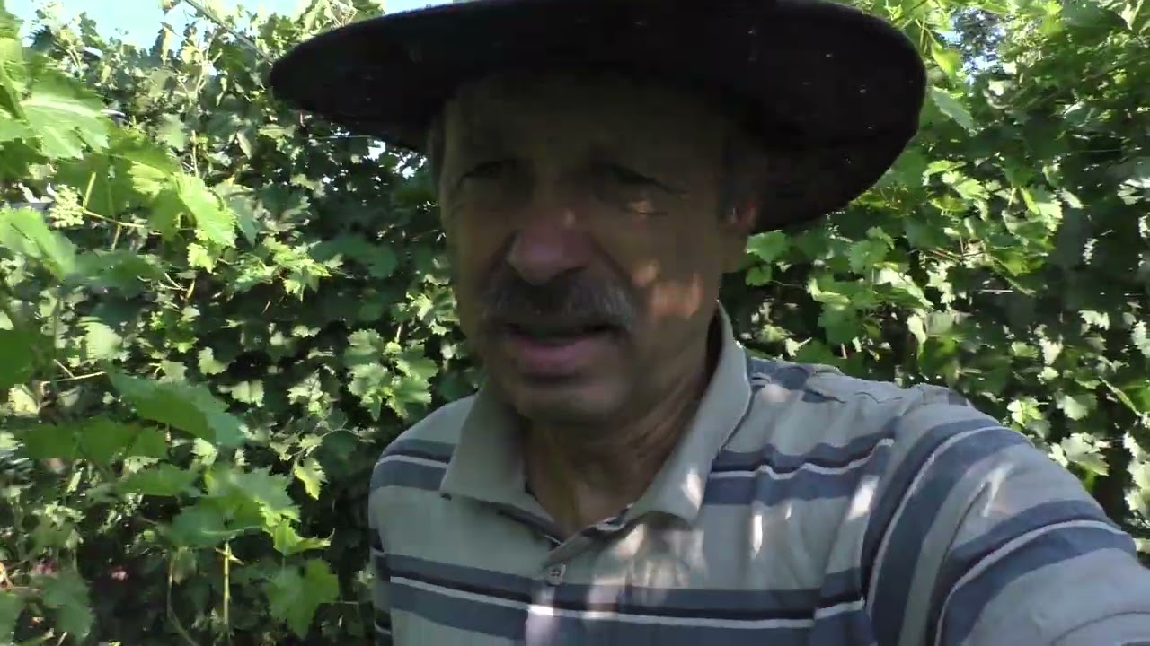 Виноград  з неперевершеним смаком відповідь на загадку