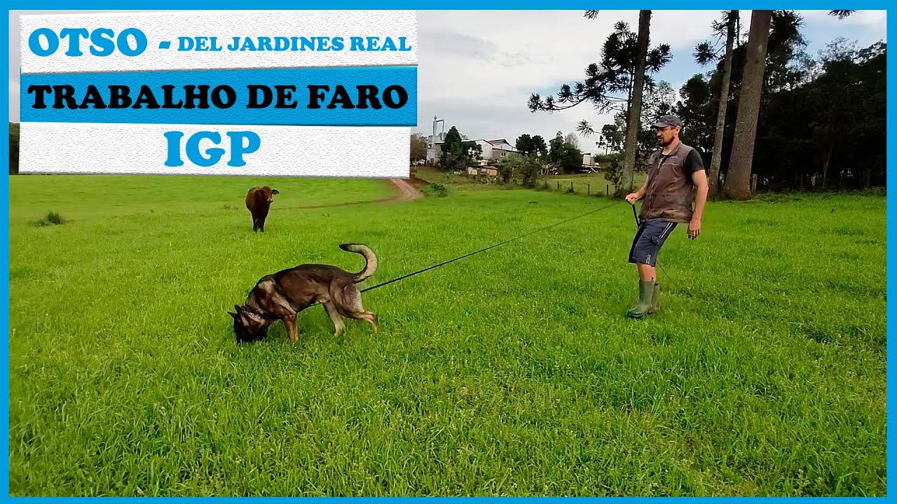 Treino de IGP - Ensinando meu cachorro a farejar e encontrar objetos (Otso)
