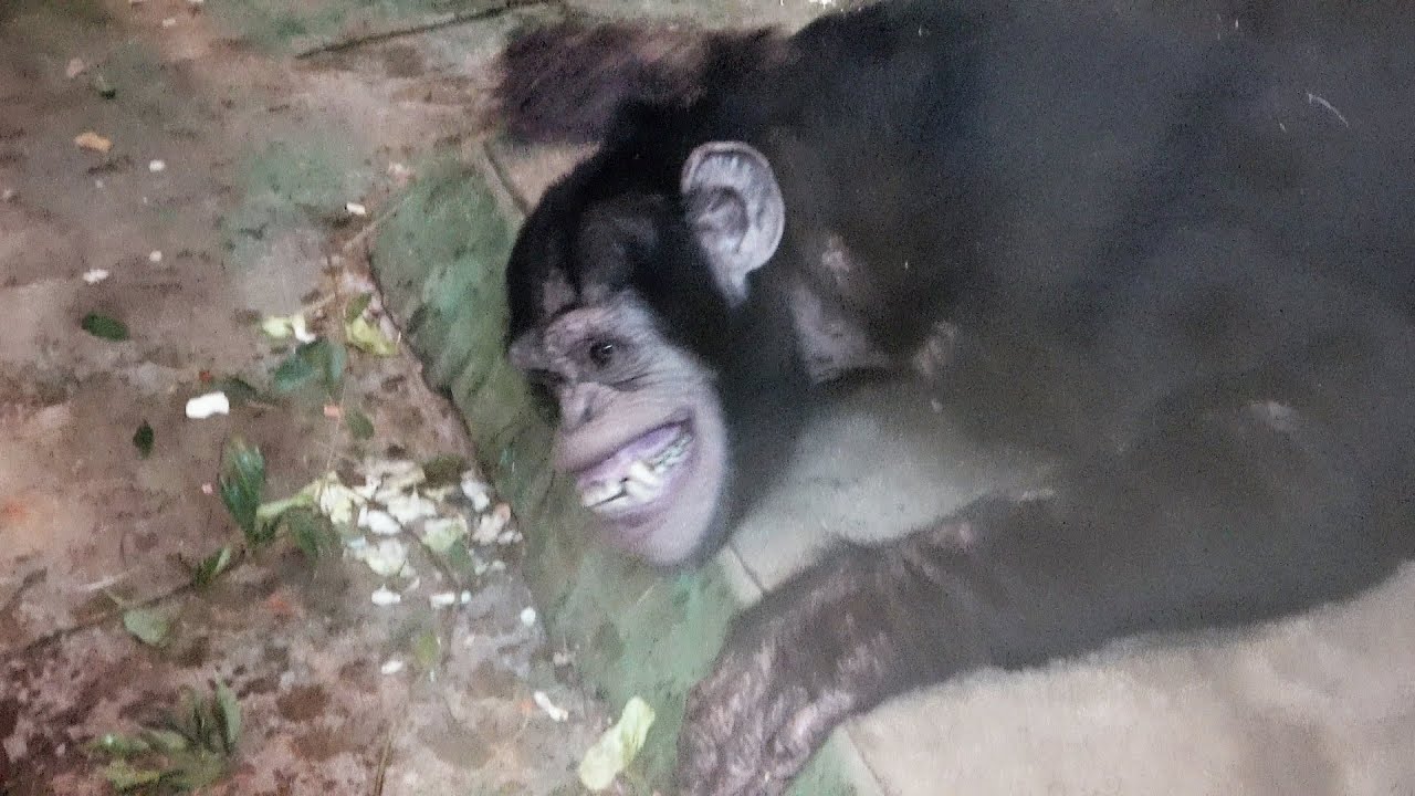 KOHSUKE cries and screams/Hope everyone lives on without serious injury Chimpanzee Asahiyama Zoo