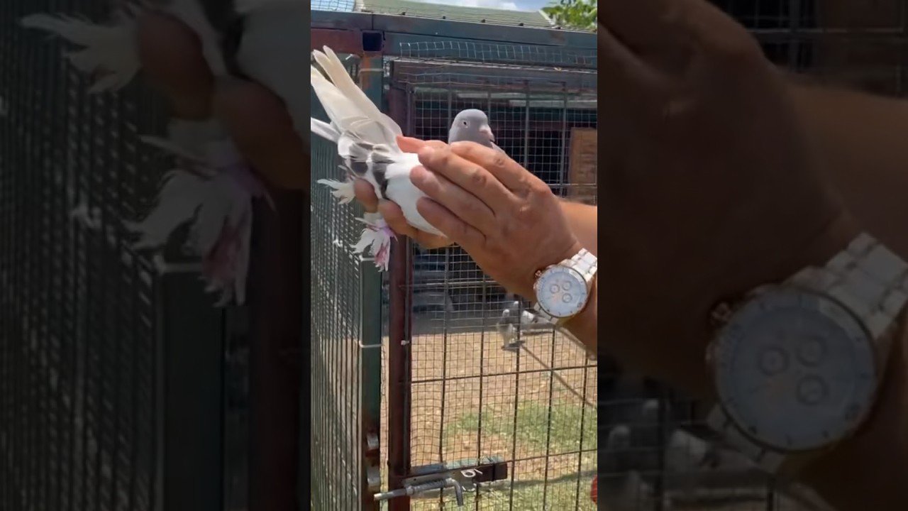 6 ay yabanilerle u&ccedil;tu oynadı, biz onu izledik #oyunkuşu #short #kuşbaztv