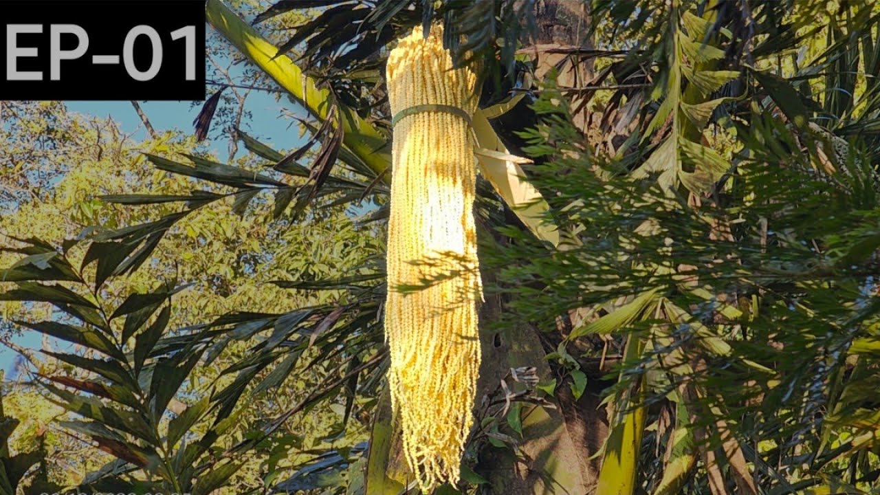 EP-01 The first step of making a fishtail palm | Caryota urens - Fishtail palm | In kannada | Sringeri | EMV vlogs