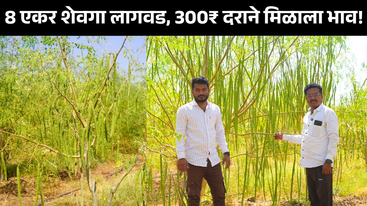 8 एकर शेवगा लागवड | 300₹ दराने मिळाला भाव! पहा यशोगाथा | Drumstick Farming Success Story Maharashtra