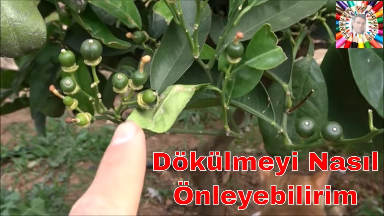 Ağaçlar Neden Çiçek ve Meyve Döker?