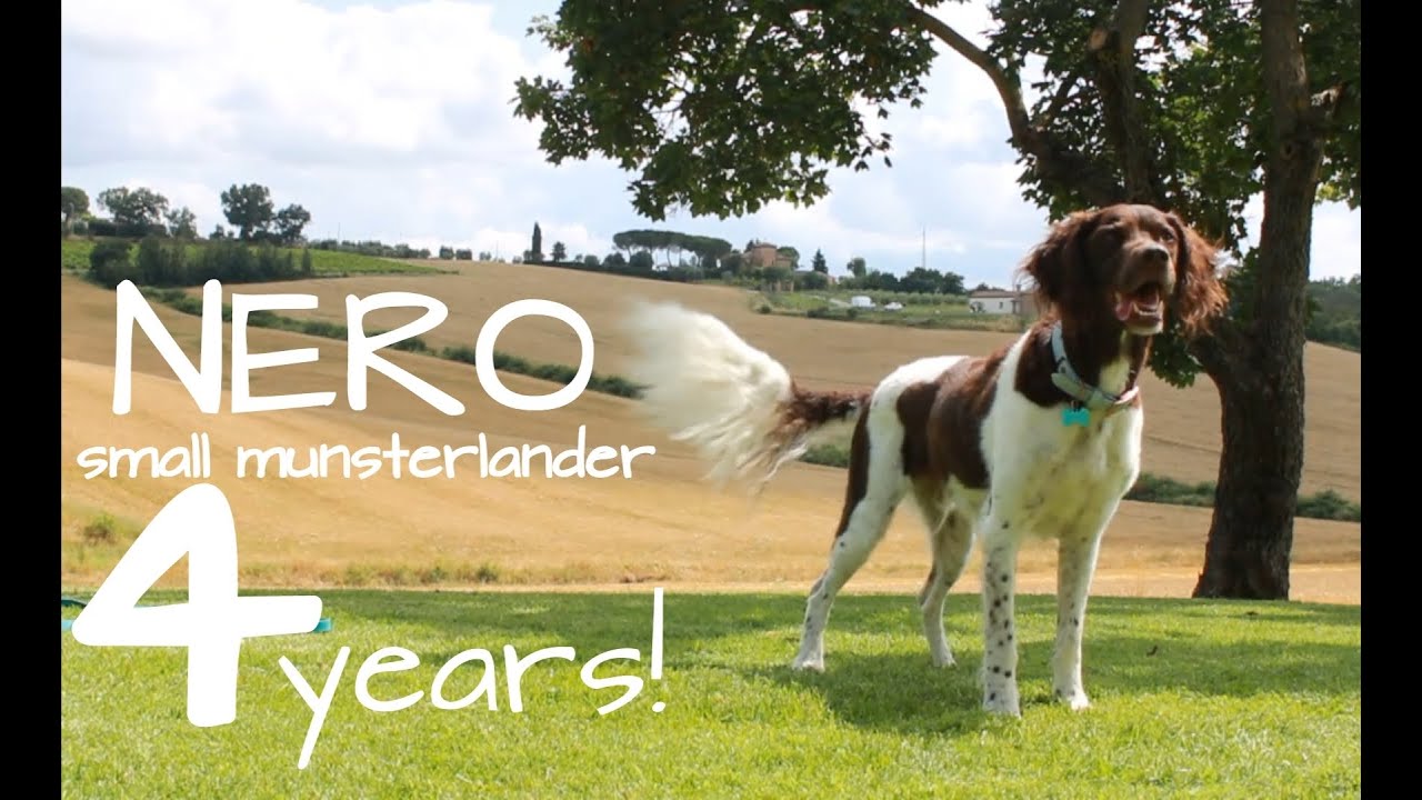 Nero small munsterlander 4 years!