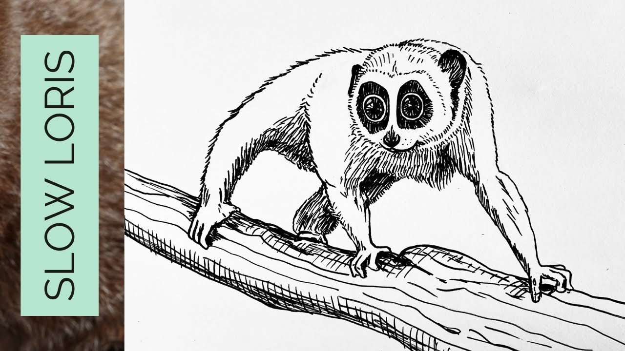 SLOW LORIS drawing easy