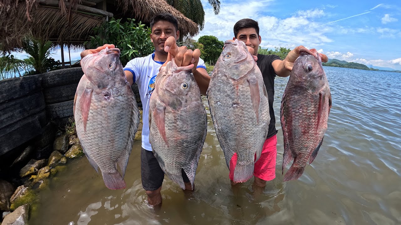 Las tilapias más gigantes que hemos pescado con arpón en un pequeño arroyo