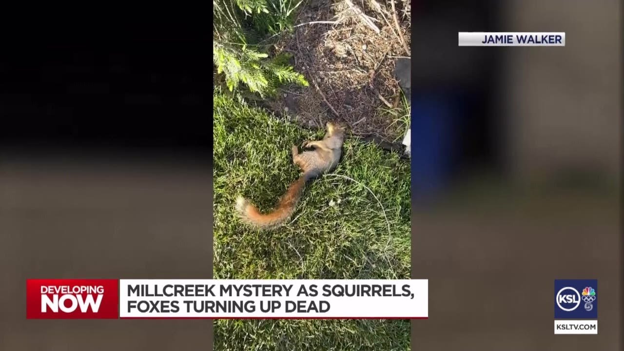 Dead foxes and squirrels puzzle Millcreek neighborhood
