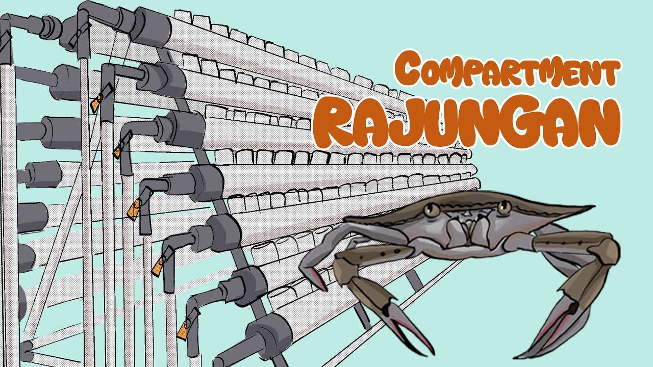 teknologi compartment wadah tunggal #budidaya #rajungan