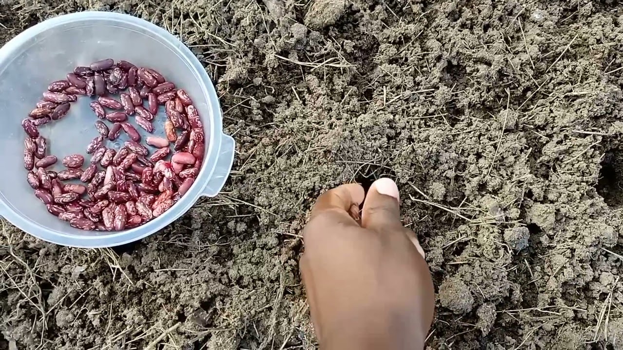 How we grow Sugar Beans at home (SHEDWARS22SH)G