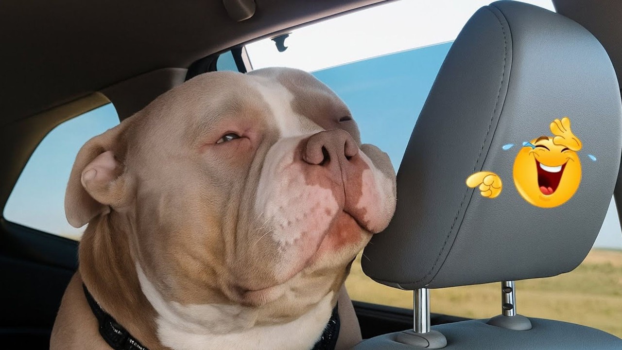 You Can’t Stop Laughing At These Dogs 🤣 FUNNIEST DOGS Video 2026