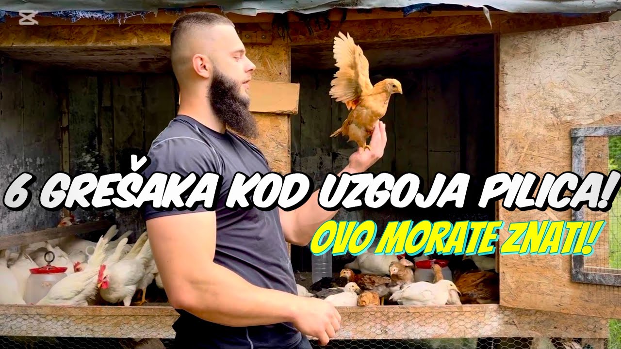 Gre&scaron;ke U Uzgoju Pilića! &Scaron;ta Treba Da Znate!