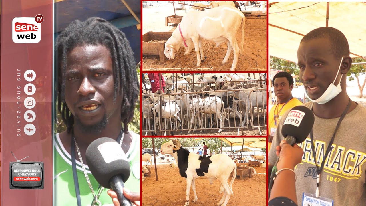Laadoum, Azawat, Peul-peul...: coûts exorbitants, caractéristiques... tout sur les moutons races Vip