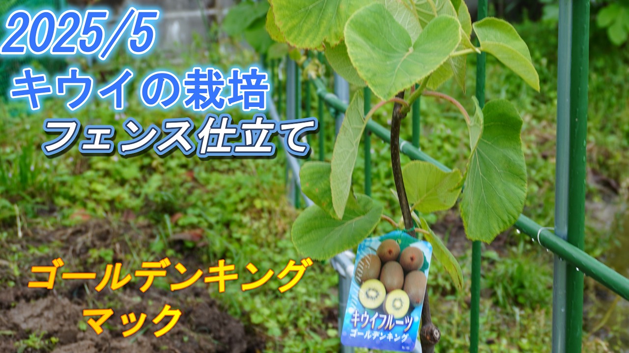 キウイの栽培　フェンス仕立て　＜ゴールデンキング＞
