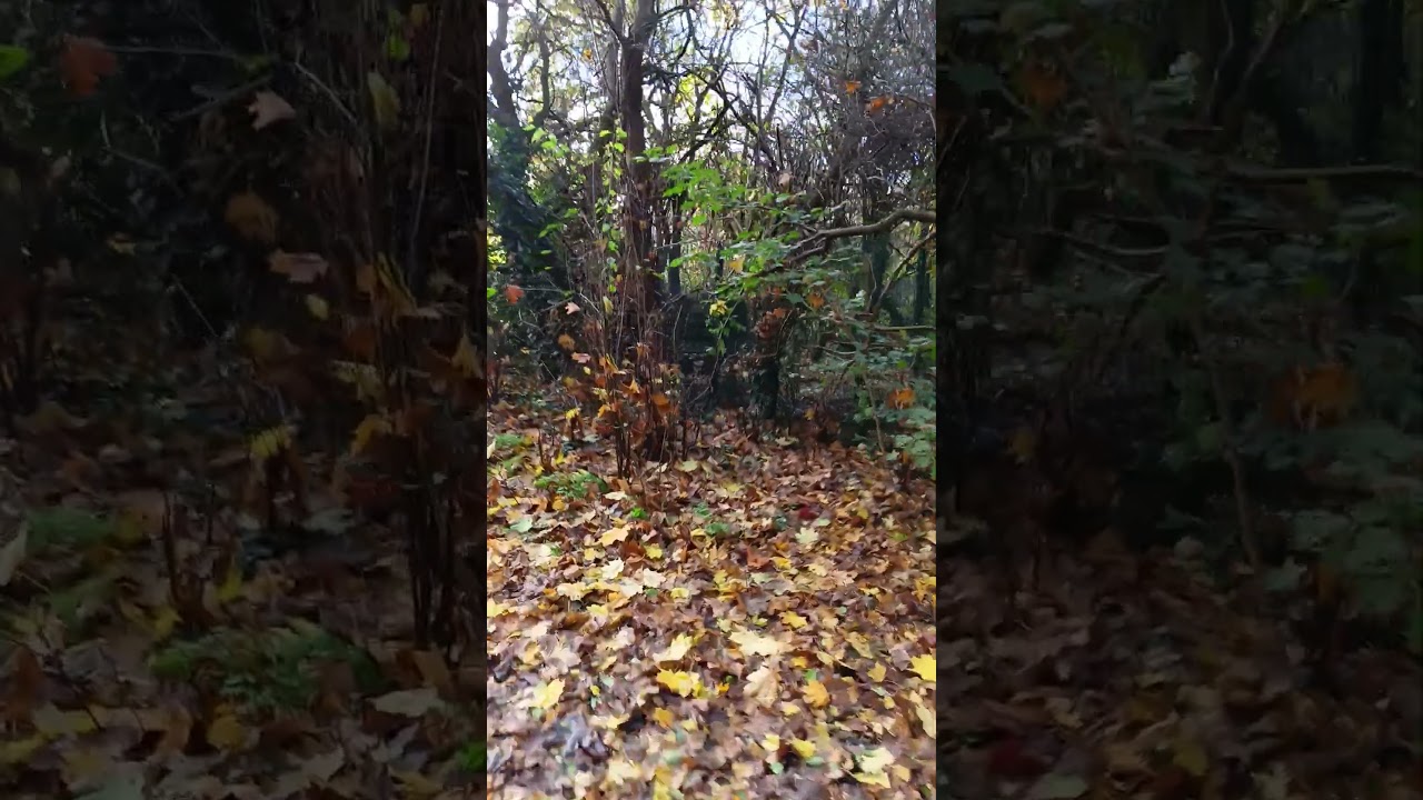 Cycling I, Ham Lands, foliage, sunny. Richmond, London, UK, 20/11/24 