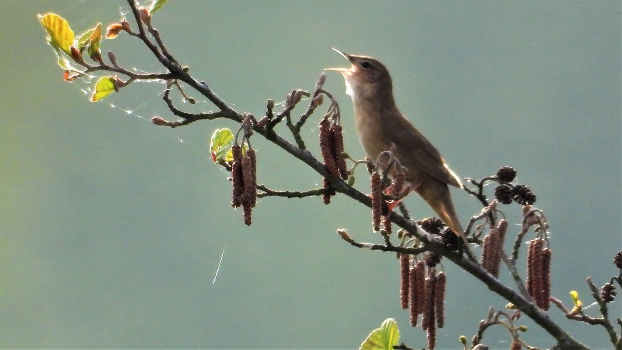 Świerszczak zwyczajny Locustella naevia / Grasshopper Warbler