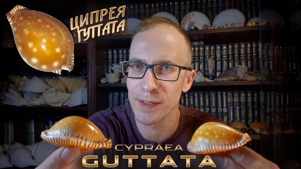 Ципрея гуттата –пятнистая каури или Perisserosa guttata