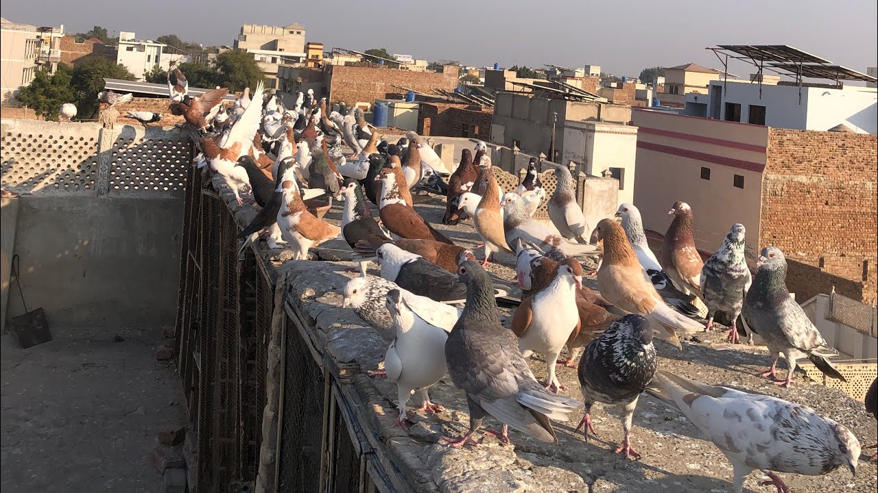 Maza na ay to btao kabootar bazi ka 