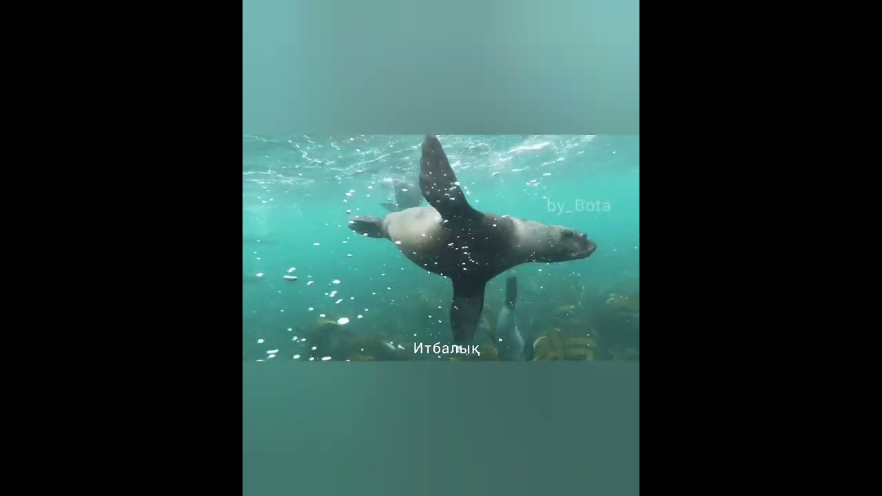 Жануарлар ағзаларының қозғалу мүшелері