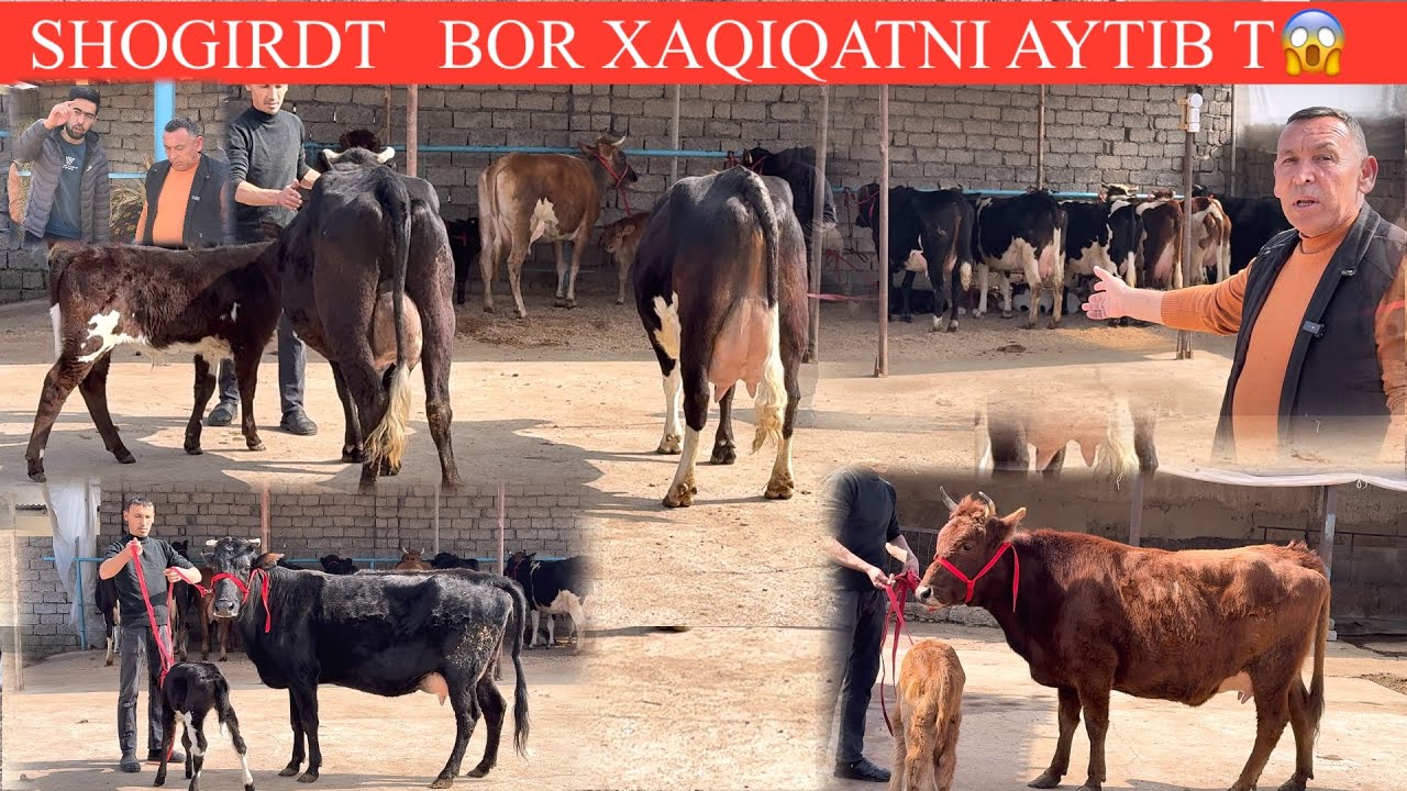 ALISHER😳AKA💥F😱YANGI P ONA BOLA SGIRLAR MANA XAQIQAT NIMA BÒLGAN ASLIDA✊🏃