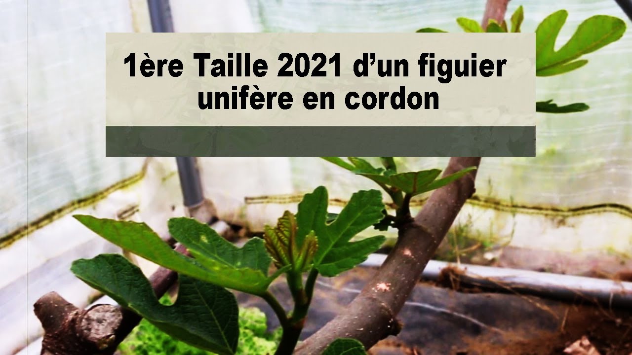 Figuier, 1ère taille 2021 du figuier en cordon