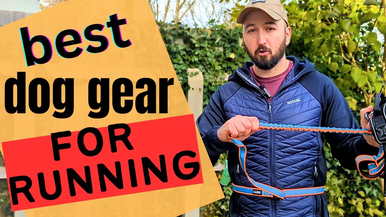 What dog gear to use when running with your dog from cheapest to most expensive