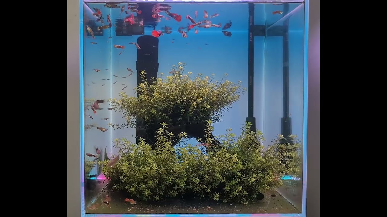 3/11 평화롭게 지내는 구피들 (HAPPY GUPPY)