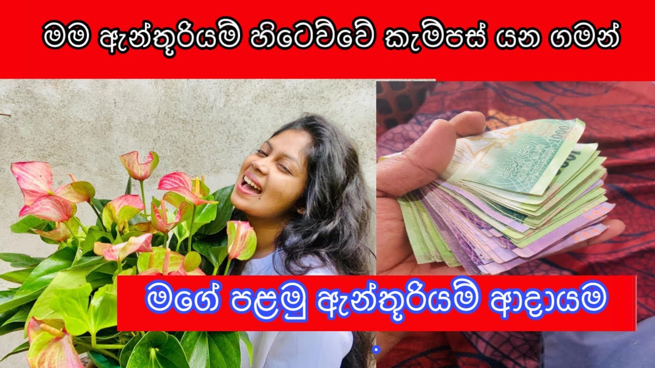 මම ලබපු පළමු ඇන්තූරියම් ආදායම. Income from my anthurium business