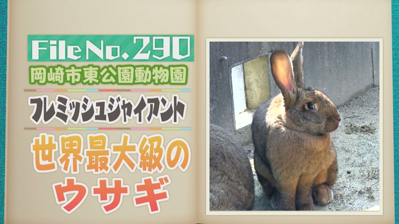 1mにもなる世界最大級のウサギ！ 愛知・岡崎市東公園動物園の「フレミッシュジャイアント」【どうぶつZOO鑑】