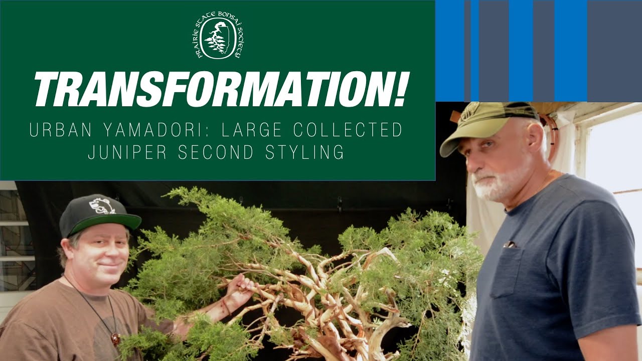 Urban Yamadori: Collected Bonsai Tree Second Styling - Part 2
