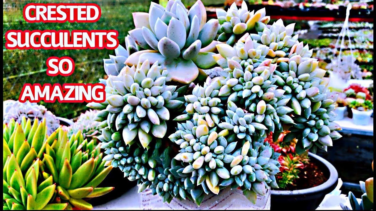 #244 14 AMAZING CRESTED SUCCULENTS | 14 CHẬU SEN ĐÁ ĐỘT BIẾN TUYỆT ĐẸP