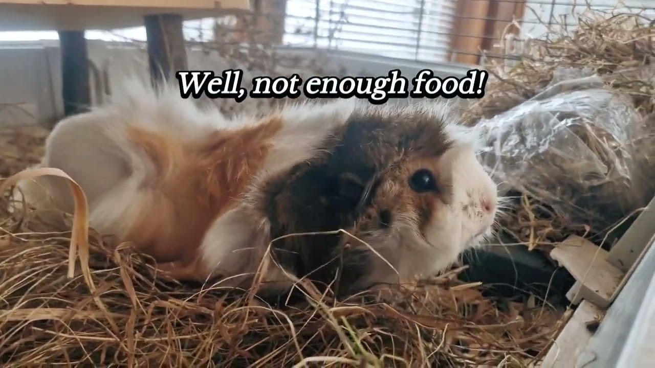The Crazy Guinea pig dream