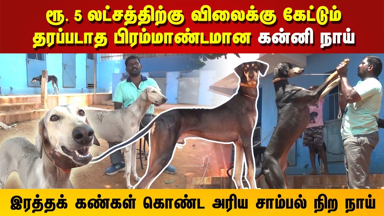 ரூ. 5 லட்சத்திற்கு விலைக்கு கேட்டும் தரப்படாத பிரம்மாண்டமான கன்னி நாய் | Native Breed Kanni Dogs