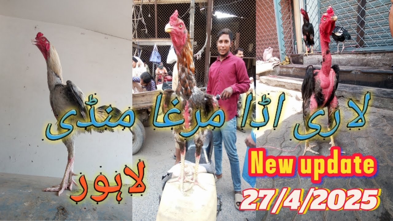 Lari adda murga mandi new update 2025 in Lahore mugra mandi assel murgye or chick's in Lari adda etc