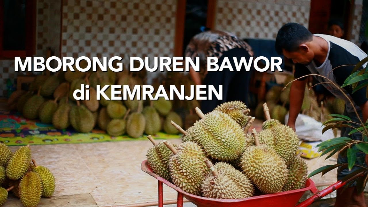 MBORONG DUREN BAWOR DI KEMRANJEN