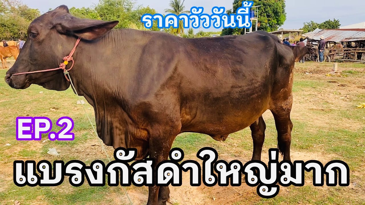 EP.2 #แบรงกัสดำใหญ่มาก #บราห์มันแดงสวยๆ #ราคาวัววันนี้ 5 มีนาคม 2569 #ตลาดวัวบ้านกุดหว้ากาฬสินธุ์