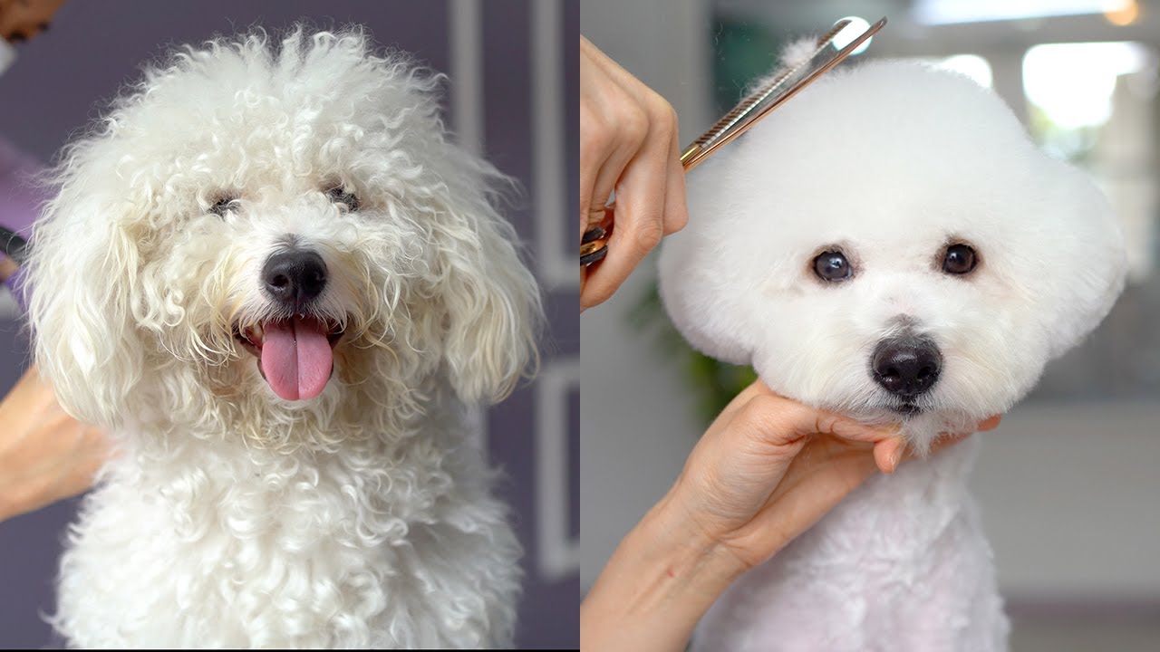 Стрижка спутанного пуделя🐶❤️Полное бритье!!