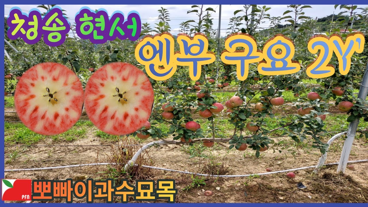청송군 엔부/M9 다축 1, 2년차와 국내 엔부 속색깔 VS 일본 엔부 속색깔 [ 뽀빠이과수묘목 ]