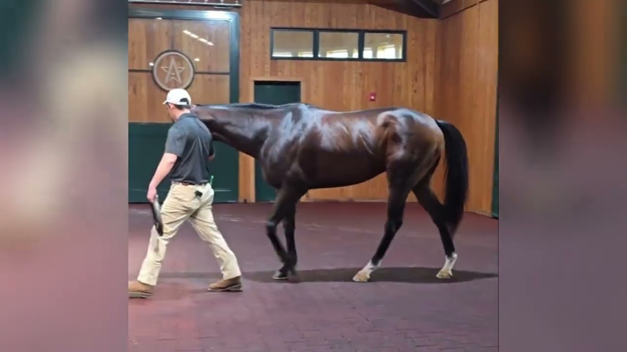WinStar Farm welcomes the very first foal from Cogburn
