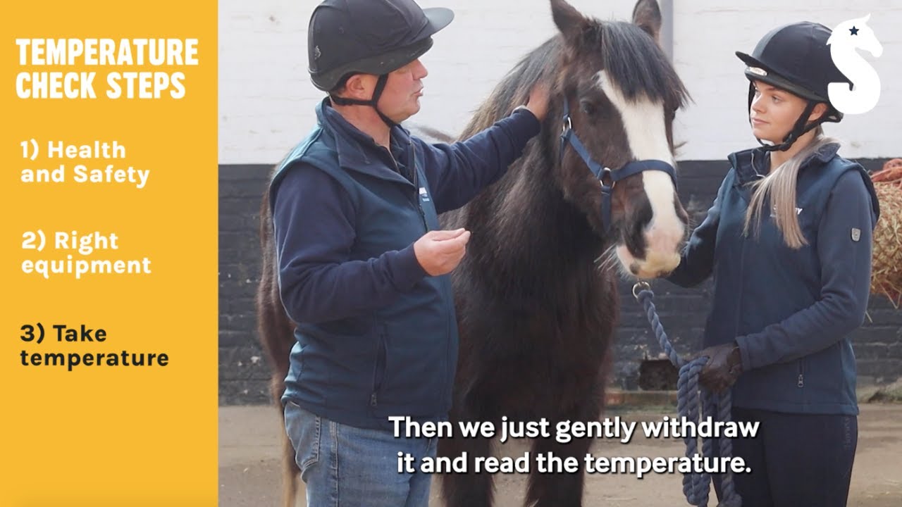 How To Take A Horse's Temperature | Strangles Awareness Week