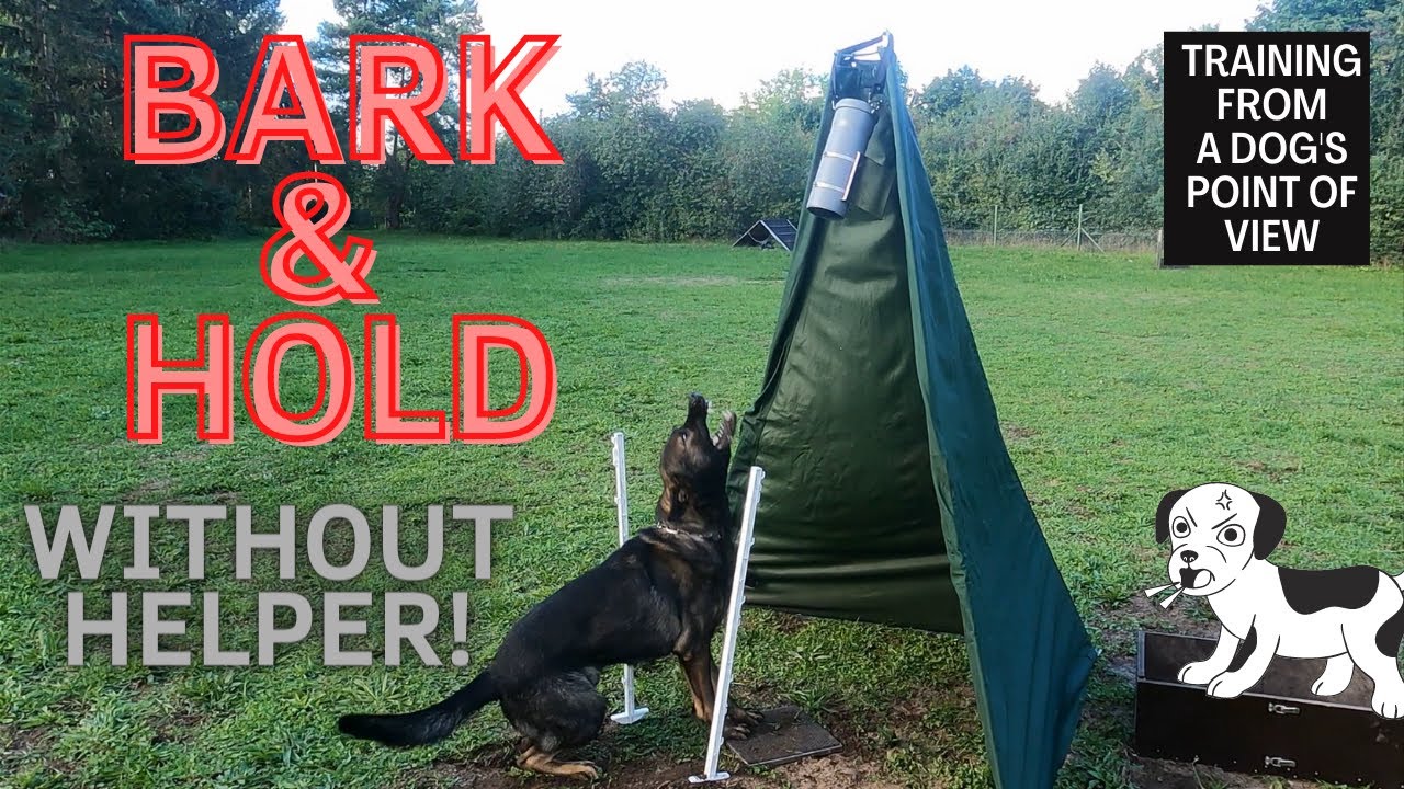 Bark & Hold for IGP - Dogtraining without Helper! [ReUp]