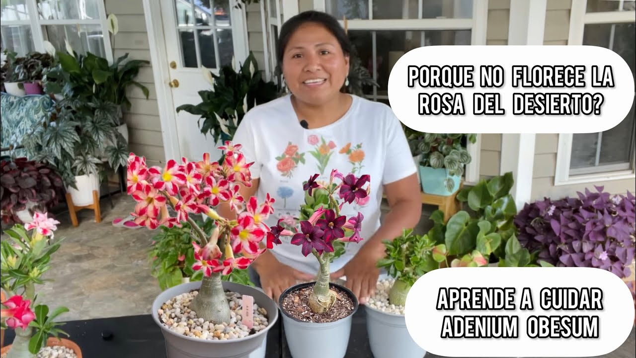 PORQUE NO FLORECE LA ROSA DEL DESIERTO Adenium obesum