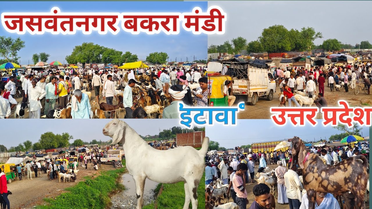जसवंतनगर बकरा मंडी || बड़े बकरों की मंडी || बुधवार को मंडी लगती || जसवंतनगर बकरा मंडी 2025 ||#videos