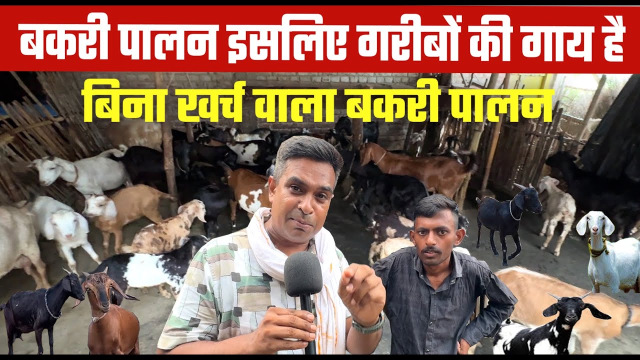 औरंगाबाद जिले का किसान जो Zero Cost पर Goat farming business करते है पूरा परिवार का खर्चा चलाते है