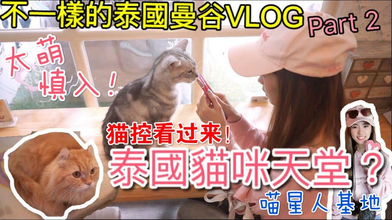 【VLOG】泰国除了吃还能找到喵星人基地？！猫咪跟我抢蛋糕？猫控看过来！接近20只猫的 Cat Cafe 猫主子随你摸！
