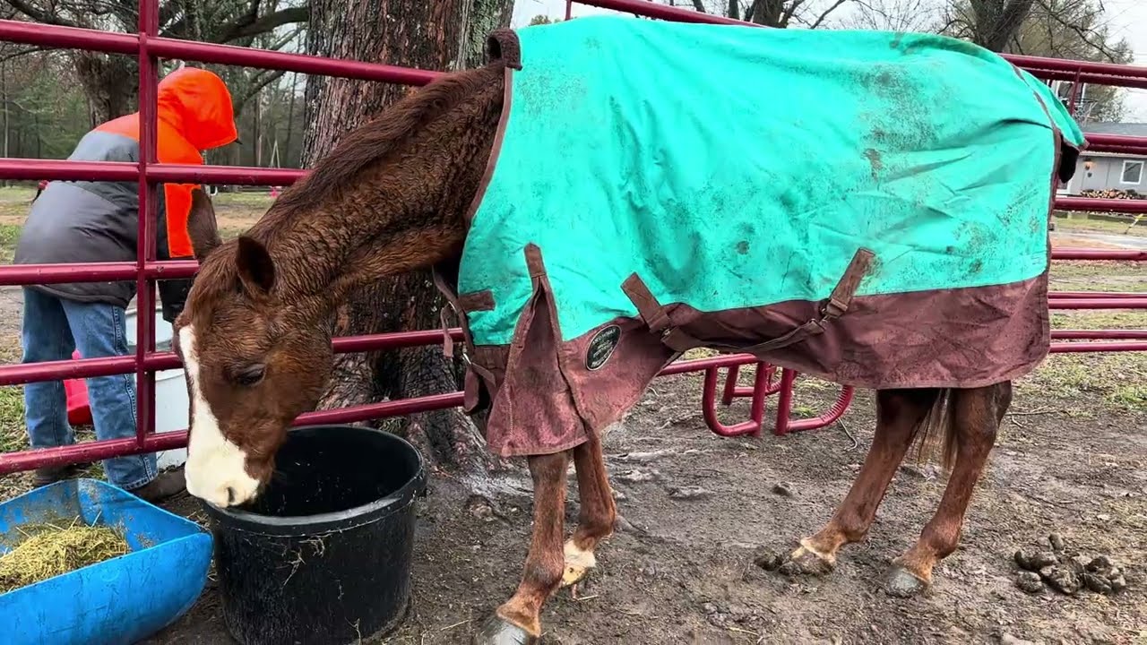 Спасательный жеребец Флэш!