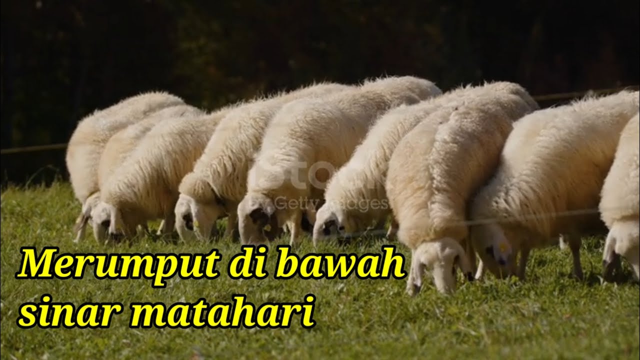 Video kawanan Domba betina merumput di  Padang rumput New Zealand 